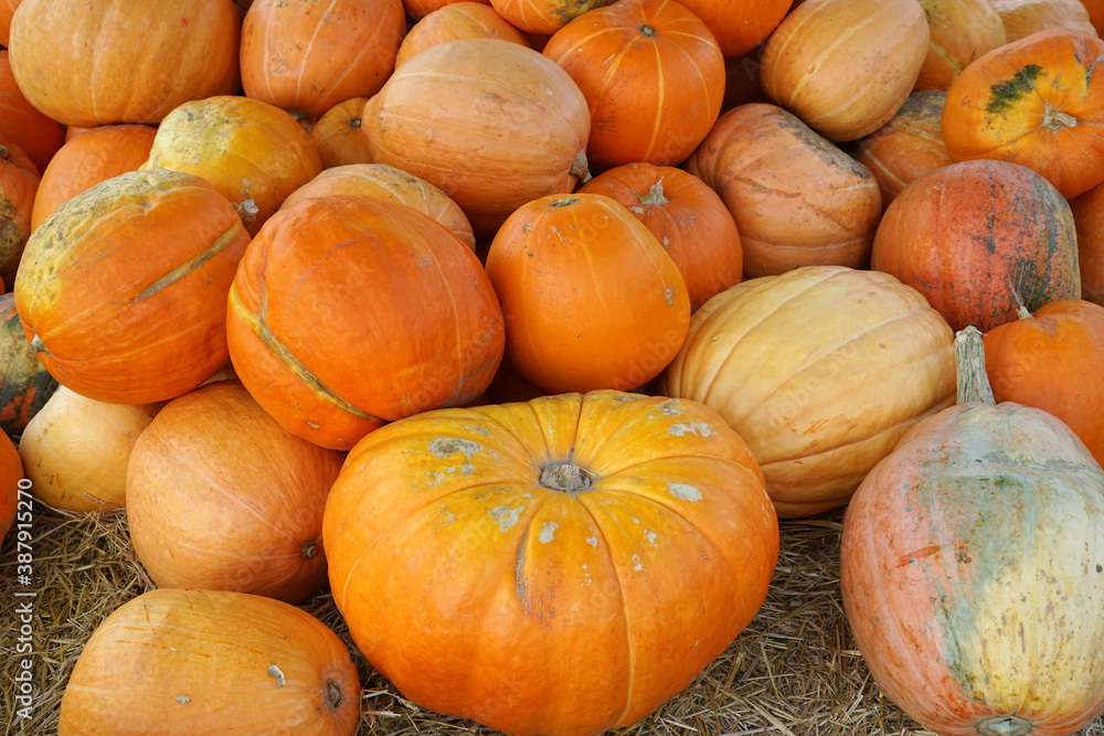 Wall mural pumpkin harvest in autumn season