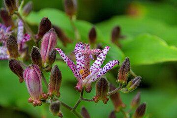ホトトギスの花