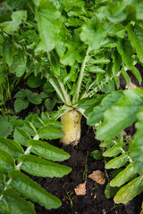 Daikon radish growth on the farm. Produce organic food. Japanese radish on the bed. Selectie focus.