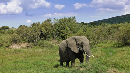 Fototapeta na wymiar An elephant stands on a savannah hill. Big tusks, huge ears. Around the green grass, bushes. Clouds in the blue sky. Kenya. Masai Mara Park.