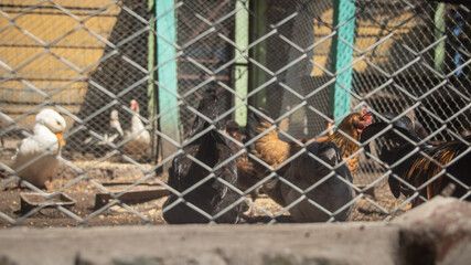 chickens on a farm