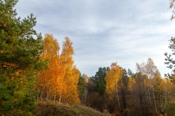 Naklejka premium autumn forest in the autumn