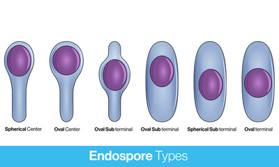 location of bacterial spores. types of endospore. Endospore structure vector illustration.  - obrazy, fototapety, plakaty