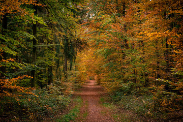 Path in autumn forest