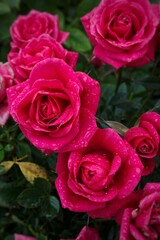 roses in a garden