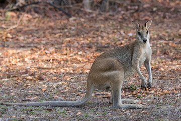 Agile Wallaby