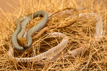 Yellow-faced Whip Snake with a recently sloughed skin