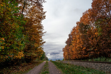 Autumn in the forest with road and rail tracks