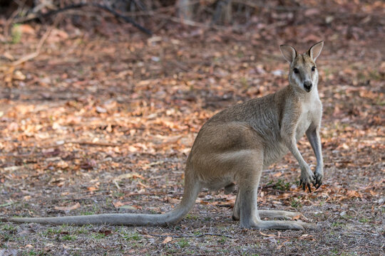 Agile Wallaby