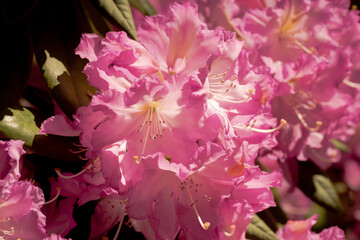 Blue Ensign Rhododendron flowers macro closeup