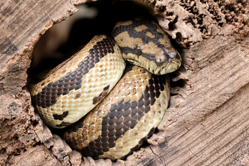 Jungle Carpet Python curled up in hollow log