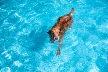 Golden Retriever swimming in the pool