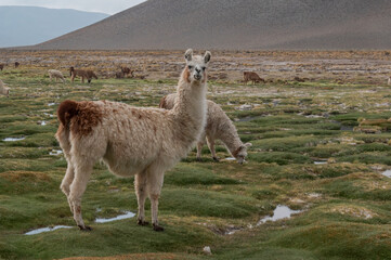 llama standing in the grass