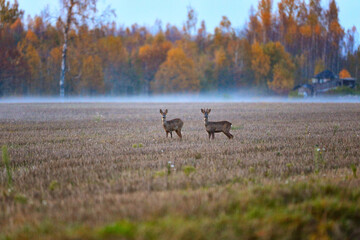 roe deer in the evening on the field
