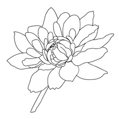 Vector graphics. Close-up outline of a flower on a white background.