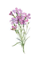 Fototapeta na wymiar A watercolor small bouquet of pink wildflowers on white background
