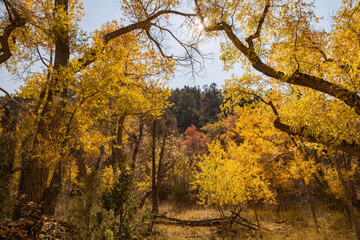 Sunny view of beautiful fall color around Parowan Canyon