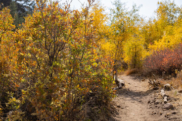 Obraz premium Sunny view of beautiful fall color around Parowan Canyon