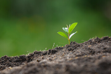 close up picture of the sapling of the plant is growing