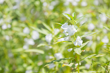 white beautiful flowers blooming in nature