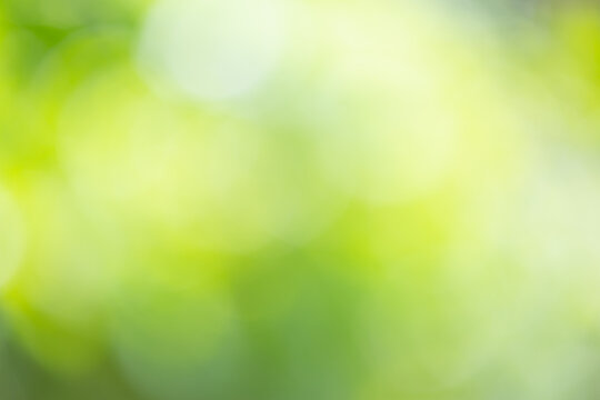 Abstract blur green nature background