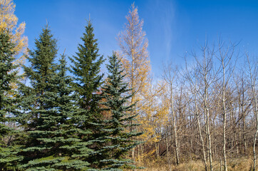 Pine Trees in Autumn