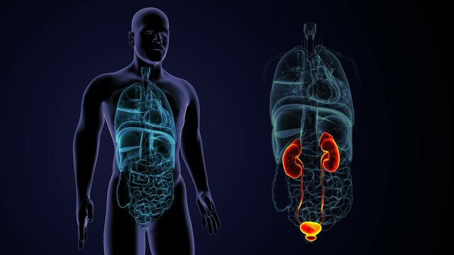 3d illustration of human urinary system kidneys with bladder anatomy
