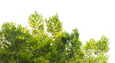 Green leaves on branches,  Morning freshness, Beautiful Leaves on white background.