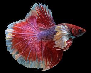 Close up of red betta fish. Beautiful Siamese fighting fish, Siamese betta, Betta splendens on...