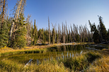 Afternoon sunny view of the Alpine Pond