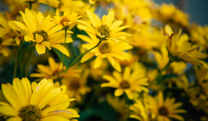 Fototapeta premium Large yellow garden flowers, close-up. Yellow daisies, selective focus. Flower backgrounds. Gardening.