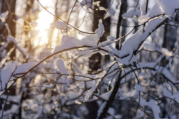 Close-up view of bare tree branches covered with snow on a frosty sunny day.  Snowy branches with ice crystals in sunlight. Winter background.