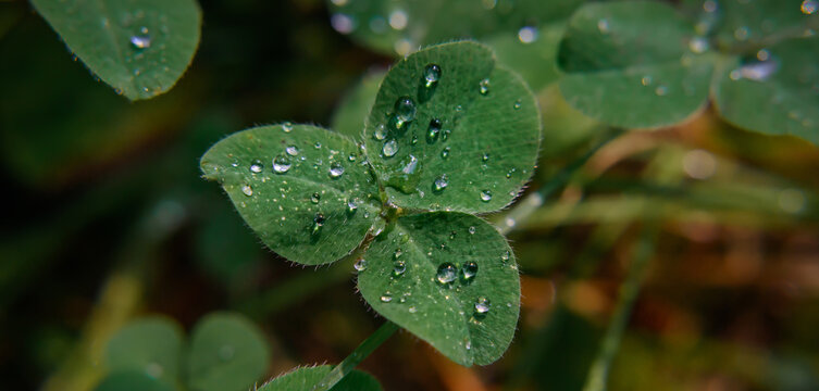 Close-up image of raindrops on three leaves clovers. Macro image green trefoil with drops of dew on petals. Saint patrick's holiday concept.