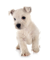 puppy West Highland White Terrier