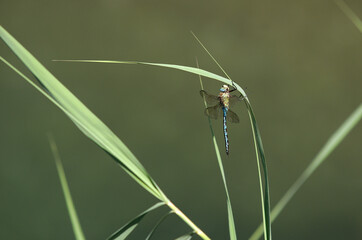 Libellule sur brin d'herbe