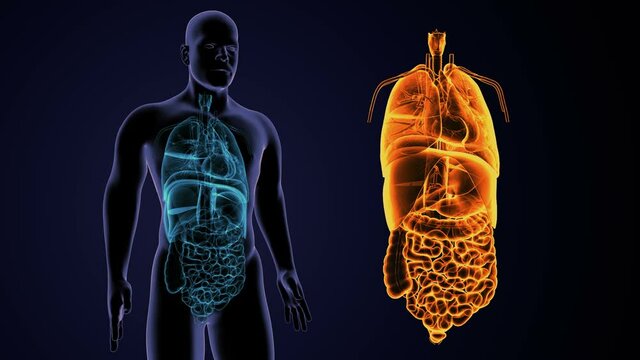 3D Illustration of human digestive system anatomy
