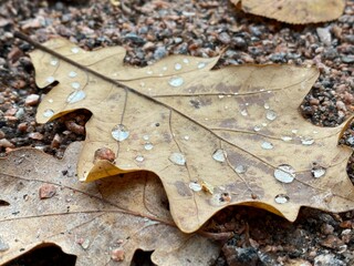 leaf