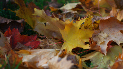 Golden autumn in central Russia. Picturesque trees lit by sunshine - sunny landscape in bright sunlight. Blurred background.
