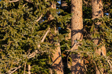 Close up shot of many pine trunk and a bird