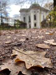 autumn leaves on the ground