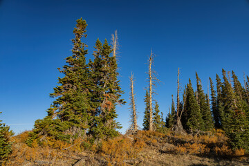 Beautiful sunrise landscape of the Cedar Breaks