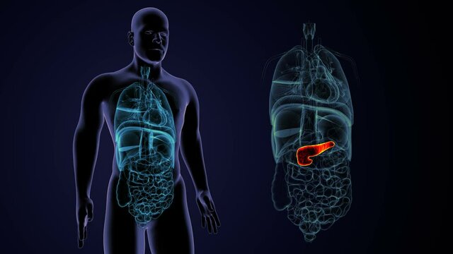 3d illustration of human Internal organ pancreas anatomy
