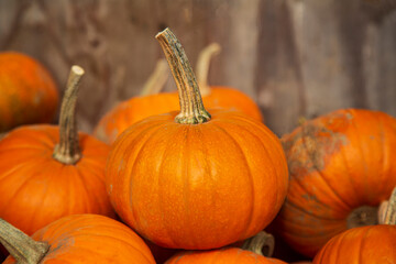 An eye level view of piled up orange mini pumpkins at the farmer's market
