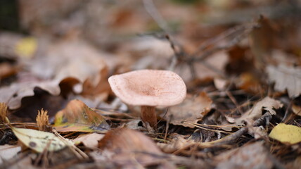 Mushrooms in the autumn forest.