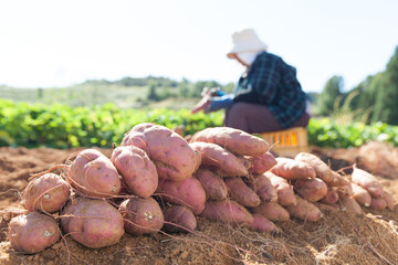 サツマイモを収穫する農家