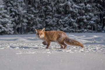 Red fox Vulpes vulpes with a bushy tail hunting in the snow in winter in Algonquin Park in Canada