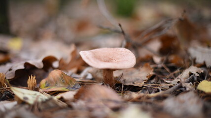 Mushrooms in the autumn forest.