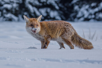Red fox Vulpes vulpes with a bushy tail hunting in the snow in winter in Algonquin Park in Canada