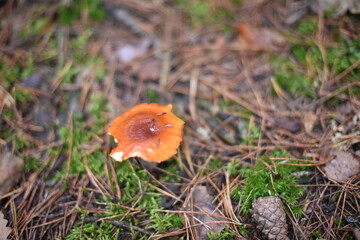 Mushrooms in the autumn forest.