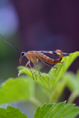 Sesiidae